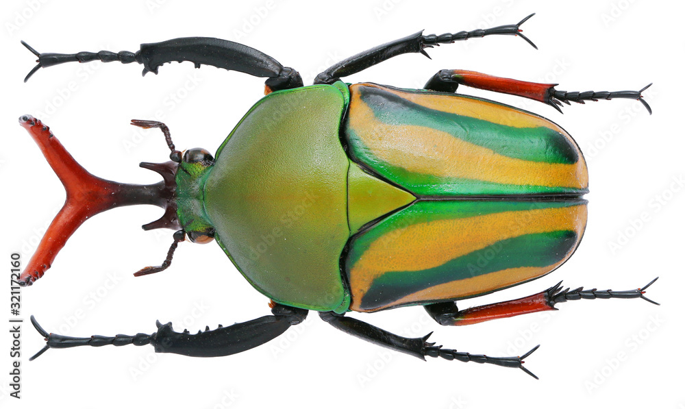 Matrica Eudicella gralli (Buquet, 1836)