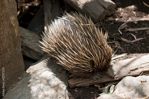 the echidna is digging up ants