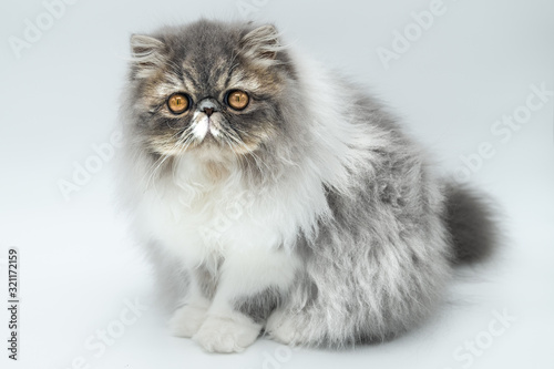 Persian cats with white and gray fur on white background