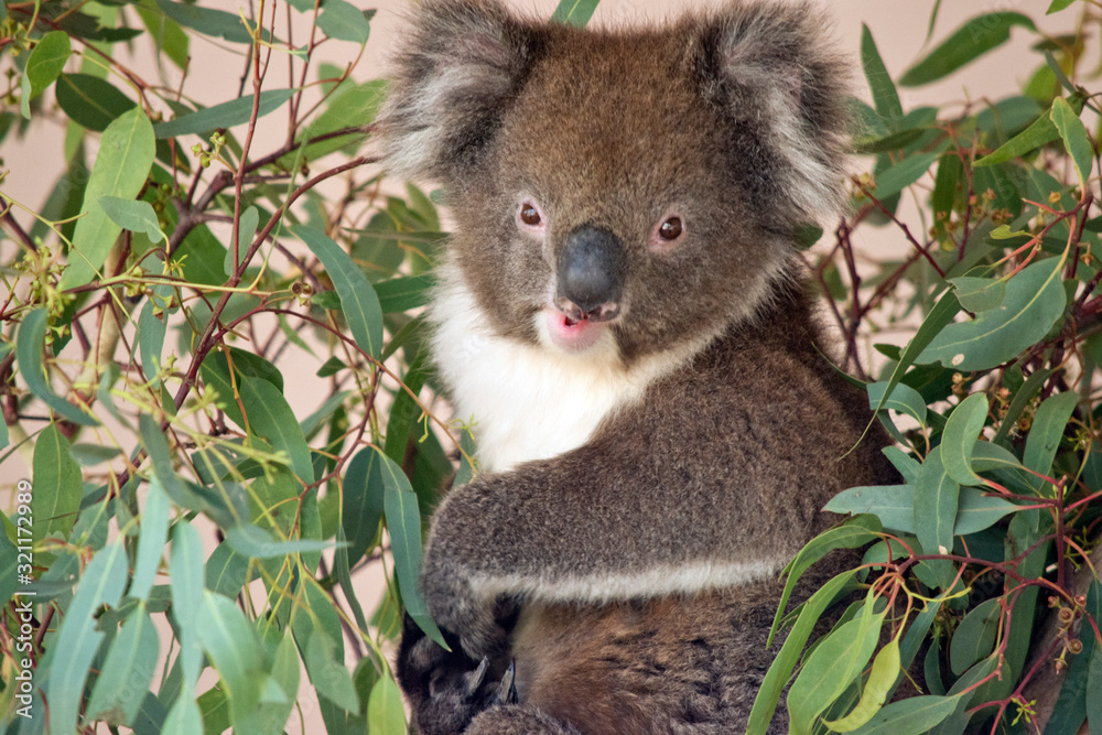 Fototapeta premium this is a close up of a koala
