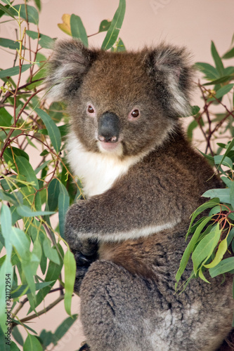 the koala is enjoying eating gum leaves