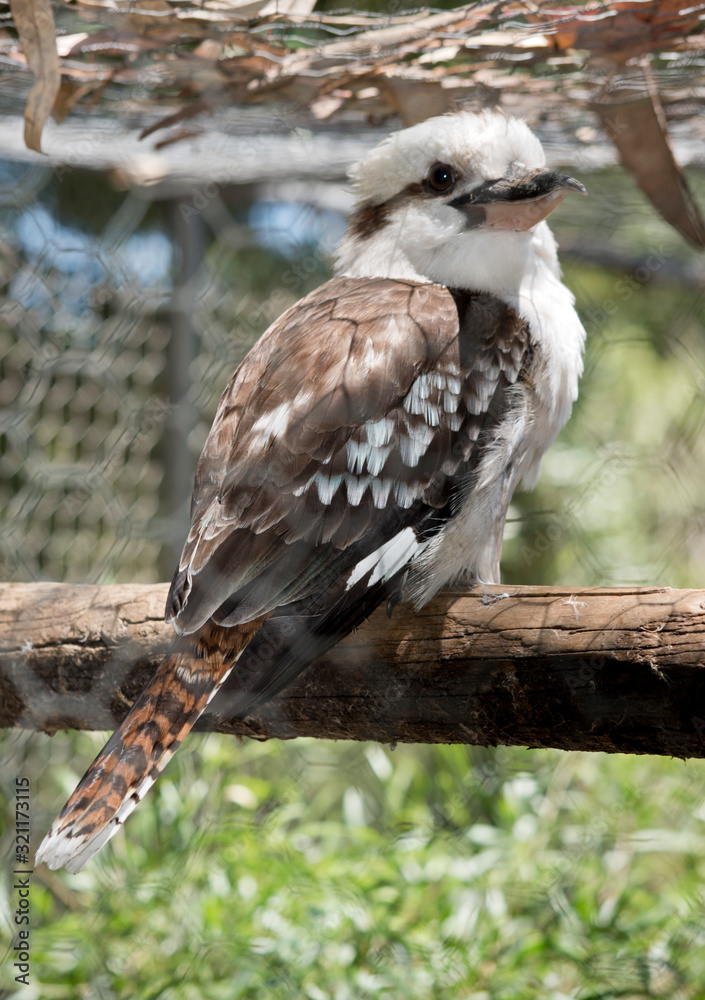 the laughing kookaburra is on a perch the laughing kookaburra is on a perch