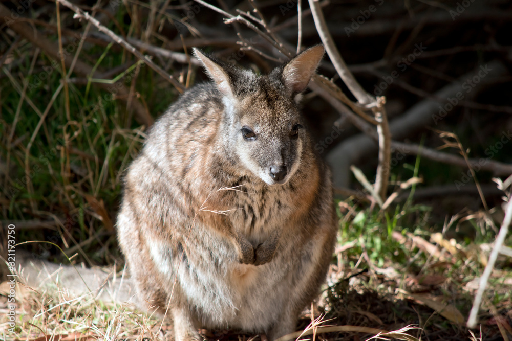 Obraz premium the tammar wallaby is standing on its hind legs