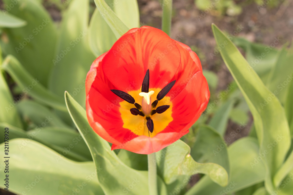 The Opened Bud Of A Tulip. The concept of spring. Close up. The Opened Bud Of A Tulip. The concept of spring. Close up.