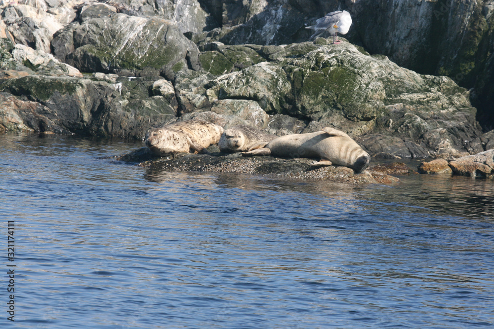Fototapeta premium seals basking in the sun