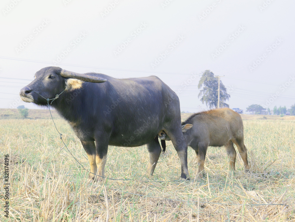 A Thai young buffalo is eating her mother's milk in a rice field. A Thai young buffalo is eating her mother's milk in a rice field.