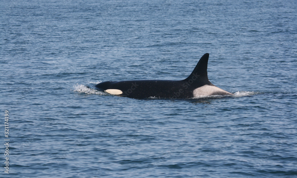 Fototapeta premium Souther Resident Orca Female J2