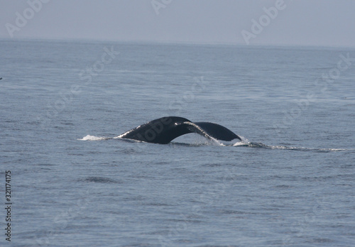Humpback whale tail © Kaegan