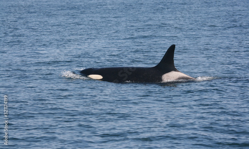 Souther Resident Orca Female J2
