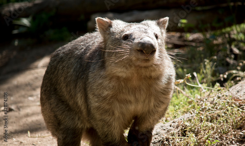 Tableau sur toile this is a close up of a comon wombat