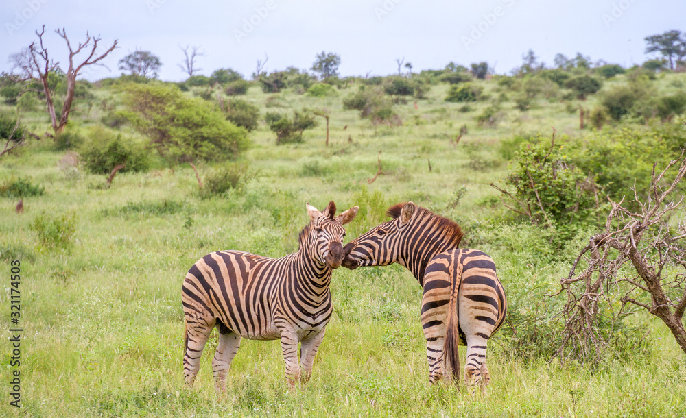 Obraz premium Two zebras interacting on the African savanna image with copy space in horizontal format