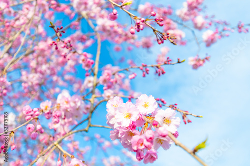 Cherry blossom, or known as sakura blooming during spring under blue sky in Japan.