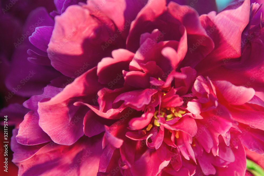 delicate peonies on a summer day