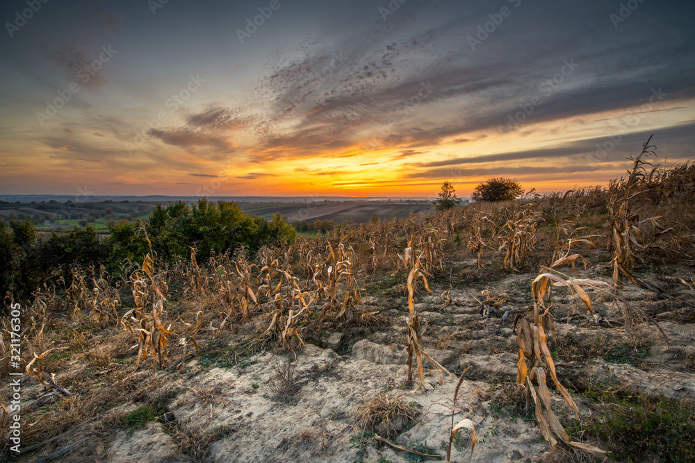 Corn fields during beautiful sunset