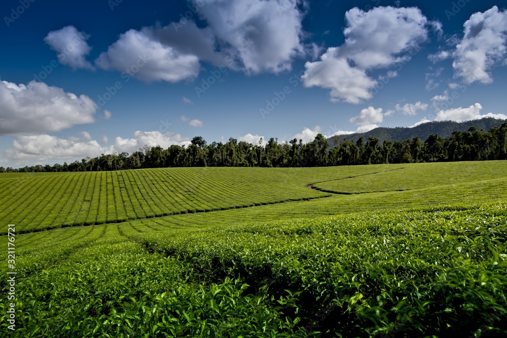 Tea crop inisfail far north queensland australia