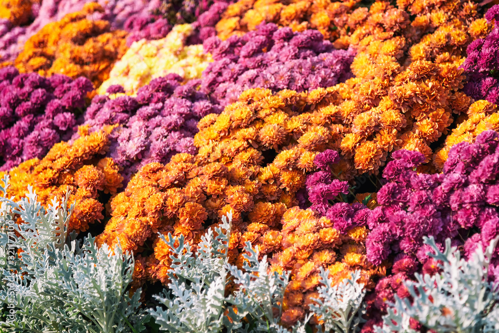 Orange and purple daisy flowers, nature backgrounds