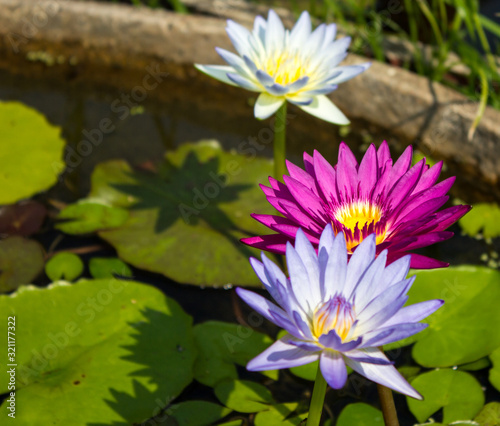 Beautiful lotus flowers in the pond are beautiful in nature