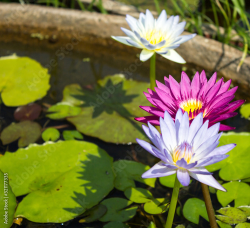 Beautiful lotus flowers in the pond are beautiful in nature