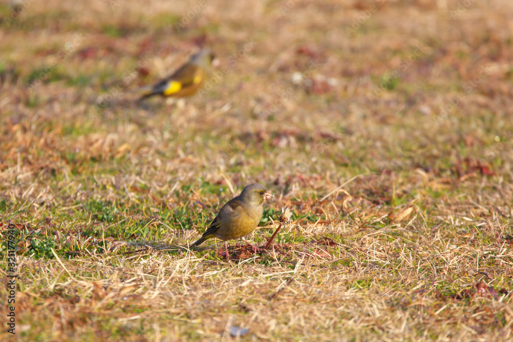 カワラヒワ カワラヒワ
