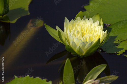 Yellow lotus flower/  white water lily in pond photo