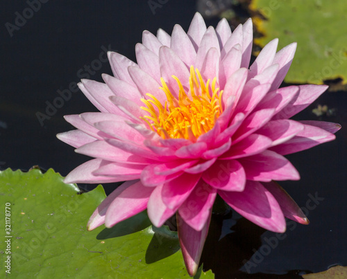 Pink lotus flower in the backyard. Naturally beautiful