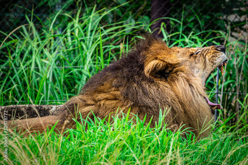 【千葉県】千葉市動物公園のライオン