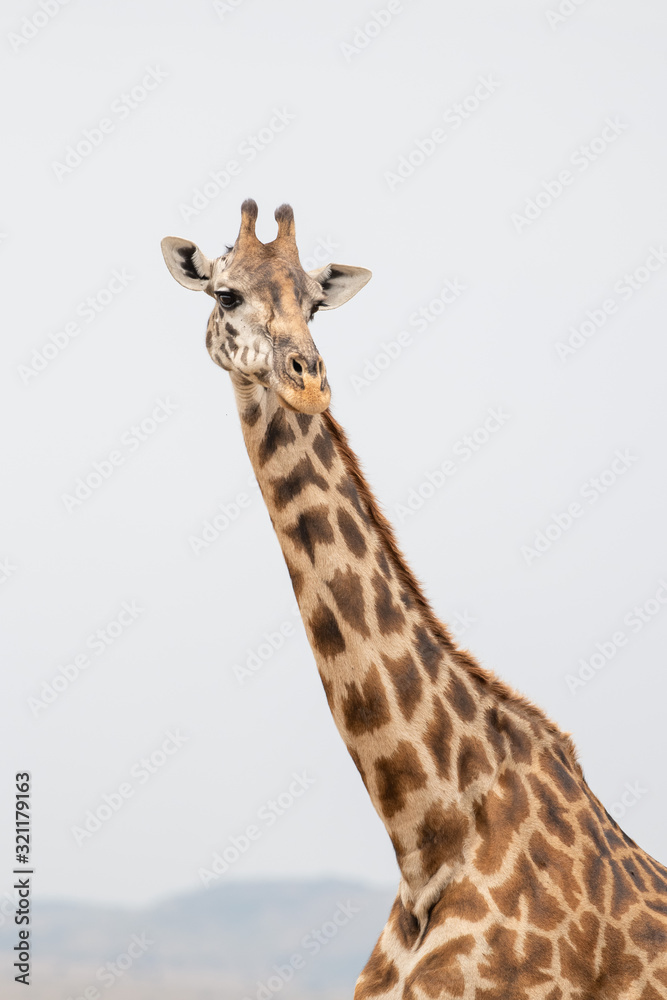 Fototapeta premium portrait of giraffe head isolate on white