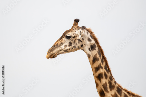 portrait of giraffe head isolate on white