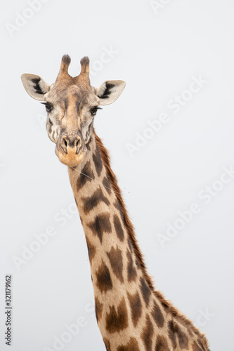 portrait of giraffe head isolate on white