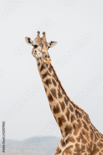 portrait of giraffe head isolate on white