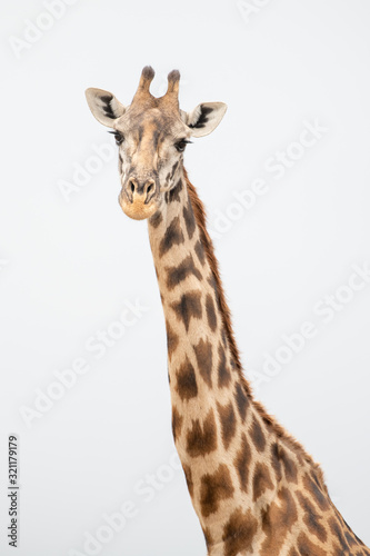Fototapeta Naklejka Na Ścianę i Meble -  portrait of giraffe head isolate on white