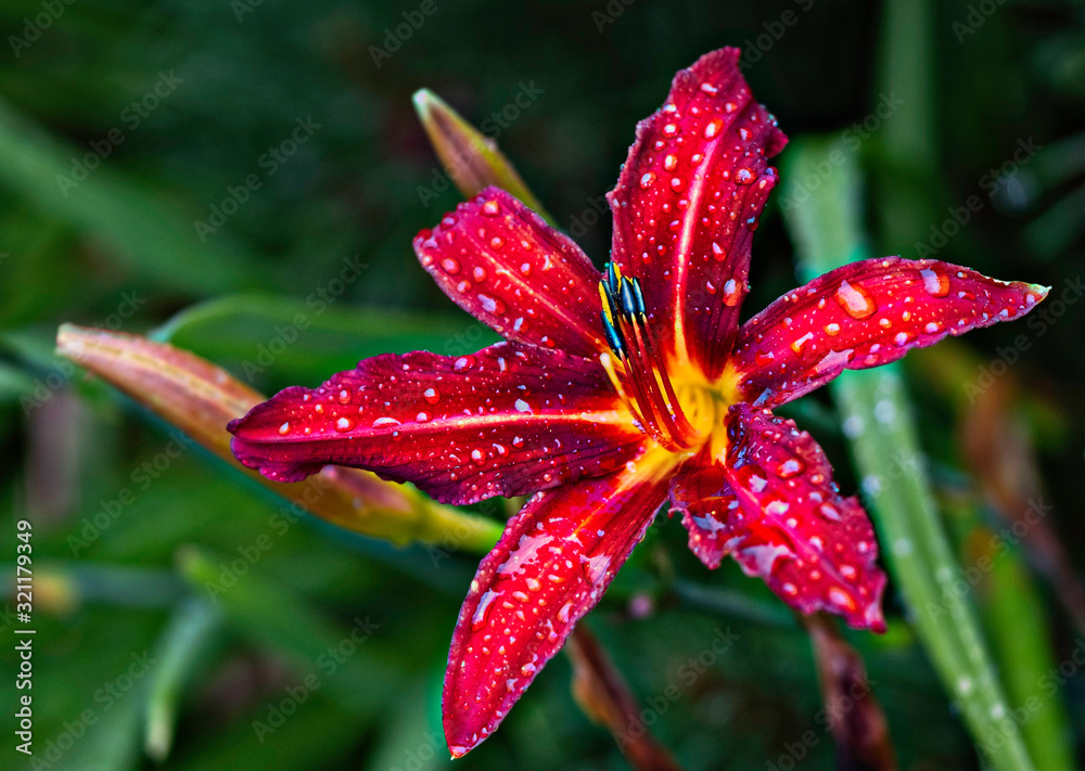 Gorgeous dark lily after rain, flower with water drops. Gorgeous dark lily after rain, flower with water drops.