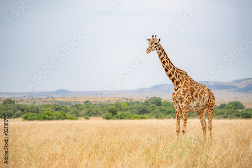 Giraffes live in savanna areas