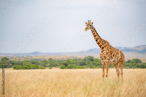 Canvas Print Giraffes live in savanna areas