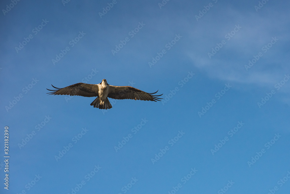 Close up of a Mexican Falcon / Hawk flying in the sky, open wings Close up of a Mexican Falcon / Hawk flying in the sky, open wings