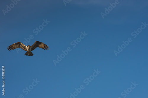 Close up of a Mexican Falcon   Hawk flying in the sky  open wings