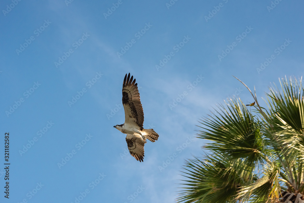 Fototapeta premium Close up of a Mexican Falcon / Hawk flying in the sky, open wings