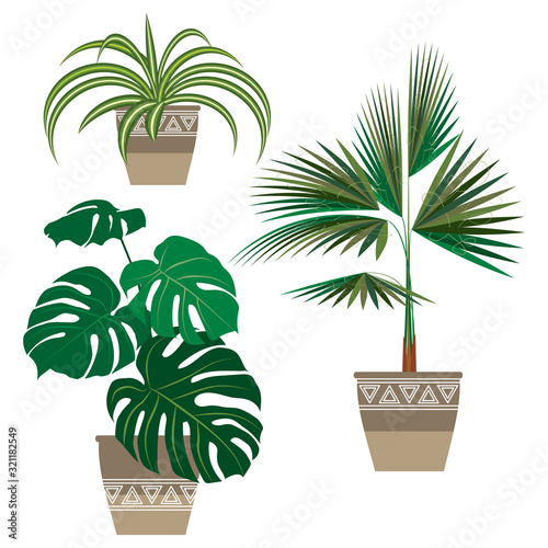 set of indoor exotic plants, three pieces. monstera, palm, Chlorophytum in decorative flower pots.  the flat pattern. vector illustration. EPS 10.