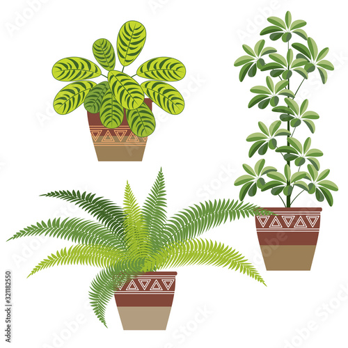 set of indoor decorative plants, three pieces. stromanthe, schefflera, ferns in flower pots.  the flat pattern. vector illustration. EPS 10.