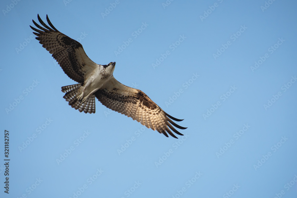 Obraz premium Close up of a Mexican Falcon / Hawk flying in the sky, open wings