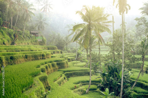 Beautiful rice terraces in the morning light near Tegallalang village, Ubud, Bali, Indonesia.