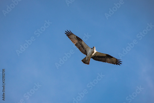 Close up of a Mexican Falcon / Hawk flying in the sky, open wings
