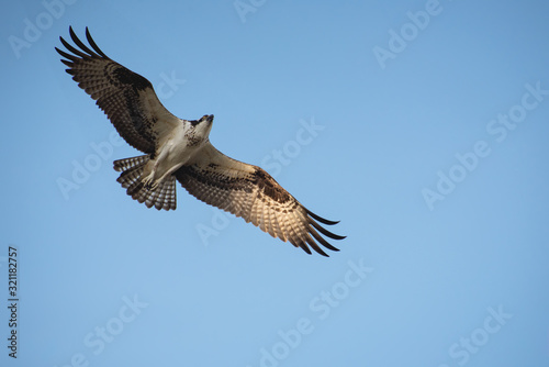 Close up of a Mexican Falcon   Hawk flying in the sky  open wings