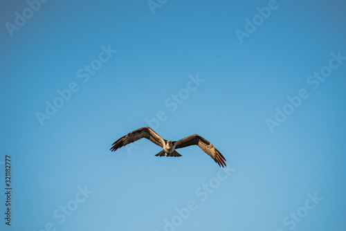 Close up of a Mexican Falcon / Hawk flying in the sky, open wings