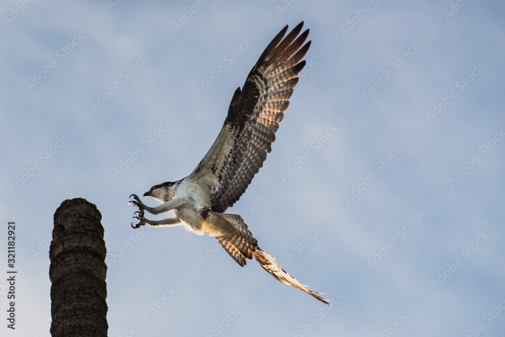 Fototapeta premium Close up of a Mexican Falcon / Hawk flying in the sky, open wings