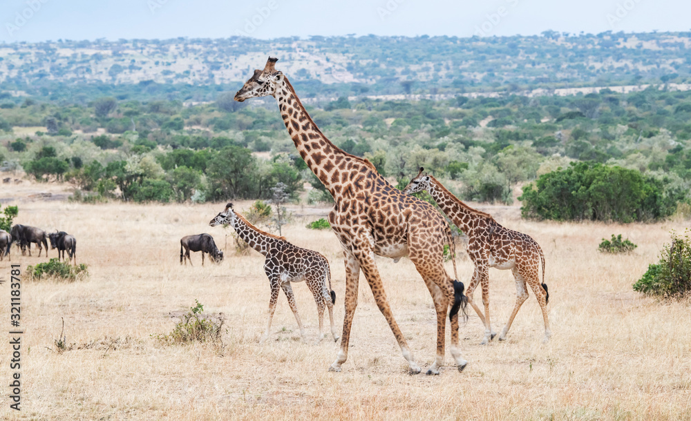 Obraz premium Giraffes live in savanna areas