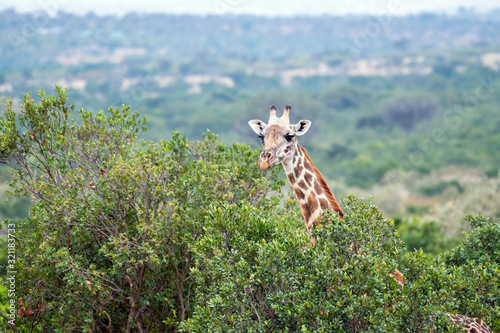 Fototapeta Naklejka Na Ścianę i Meble -  Giraffes live in savanna areas