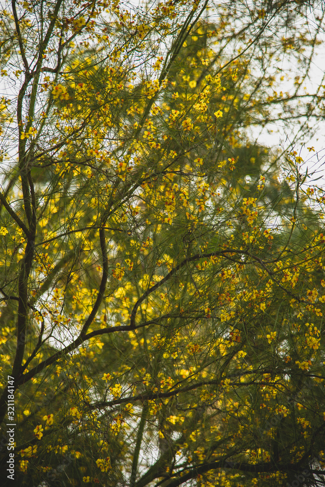 Close up of the Vegetation in 