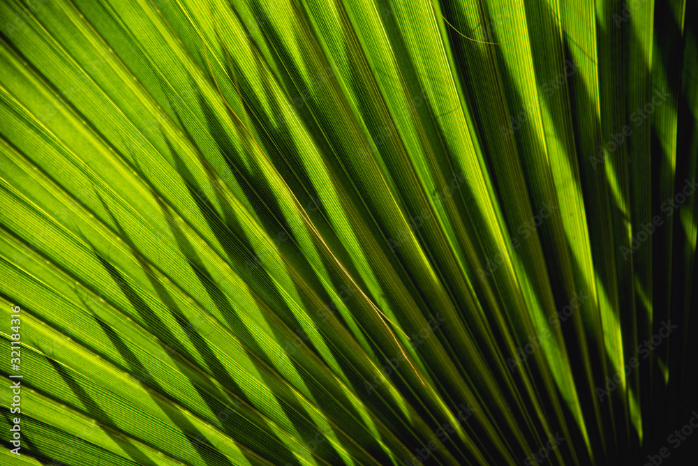 Abstract Close up of Shadows and Palm Leaf Abstract Close up of Shadows and Palm Leaf