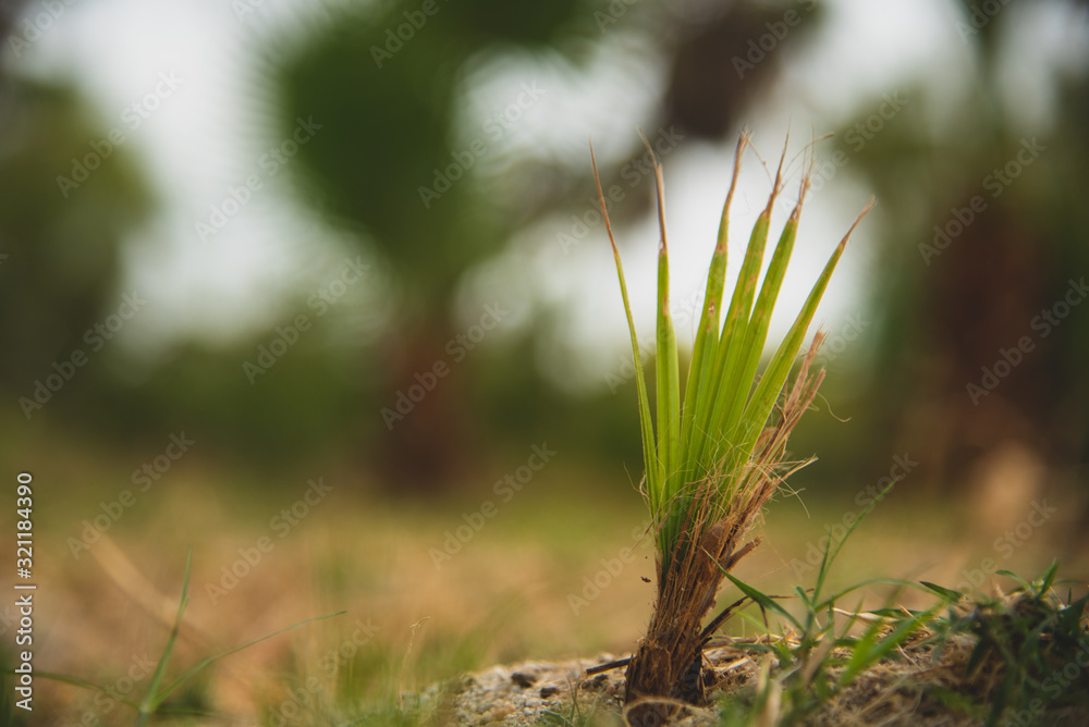 Close up of the Vegetation in Close up of the Vegetation in